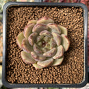 Echeveria 'Herbion' 2" New Hybrid Succulent Plant