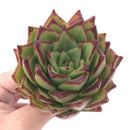 Echeveria Agavoides 'Ebony’ 4” Rare Succulent Plant
