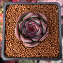 Echeveria 'Chocolate Grace' 1" New Hybrid Succulent Plant