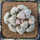 Haworthia Picta 'Okubo' 3" Succulent Plant