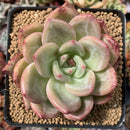 Echeveria 'Pink Champaign' 2"-3" Succulent Plant