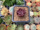 Echeveria 'Mina' 1" Small Succulent Plant