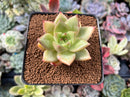 Echeveria sp. 2" Succulent Plant