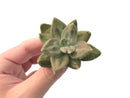 Echeveria 'Xichuensis' 2"-3" Succulent Plant