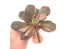 Echeveria 'Primadonna' Variegated 5" Rare Succulent