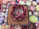 Echeveria 'Red Lance' 2"-3" Selected Clone New Hybrid Succulent Plant
