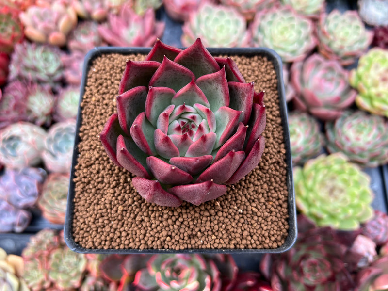 cloning succulents Echeveria 'Red Lance' 2"-3" Selected Clone New Hybrid Succulent Plant