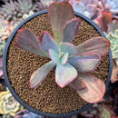 Echeveria 'Dream and Phantasm' Variegated 3" Succulent Plant