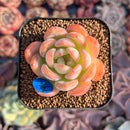 Echeveria 'Star Mark' 1" Succulent Plant