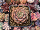 Echeveria 'Lucidum Roman' Variegated 2" Succulent Plant