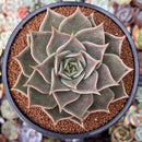Echeveria Agavoides 'Gazelle' 4" Succulent Plant
