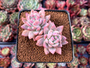 Pachyphytum sp. 2"-3" Cluster Succulent Plant
