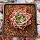 Echeveria 'El Greco' 2" Succulent Plant