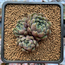 Echeveria 'Scorpio' 1"-2" Cluster Succulent Plant