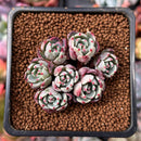 Echeveria 'Nanahukumini' 1" Cluster Succulent Plant