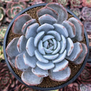 Echeveria 'Cream Sun' 5" (Not E. Ivory) Powdery Succulent Plant