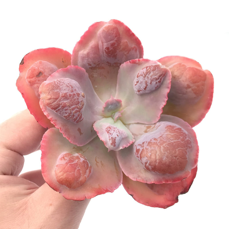 lilac frost succulent Echeveria 'Lilac Frost' Hybrid 3”-4" Rare Succulent Plant – True Succulents Plant Co