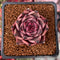 Echeveria Agavoides 'Red Ebony' 2" Succulent Plant