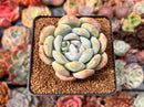 Echeveria 'Orange Monroe' 2"-3" Succulent Plant