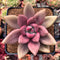 Graptoveria 'Ruby Donna' 3" Succulent Plant