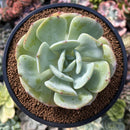 Echeveria 'Peach Girl' 3" Succulent Plant