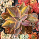 Graptoveria 'Fred Ives' Variegated 3" Succulent Plant