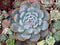 Echeveria 'Orange Monroe' 4"-5" Succulent Plant