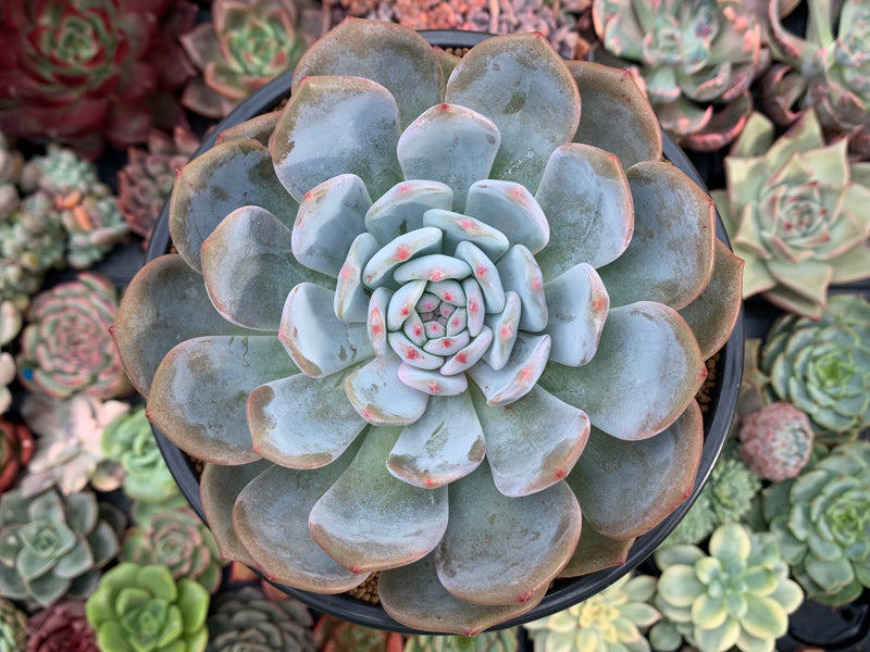 succulent morsel Echeveria 'Orange Monroe' 4"-5" Succulent Plant – True Succulents Plant Co