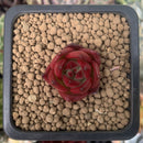 Echeveria Agavoides 'Lewis' 1" Succulent Plant