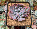 Echeveria 'Trumpet Pinky' 2"-3" Succulent Plant