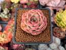 Echeveria 'Snow Angel' 1"-2" Succulent Plant