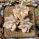 Graptoveria 'Titubans' Variegated 3"-4" Succulent Plant