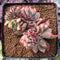 Echeveria 'Ratam' Crested 3" Succulent Plant