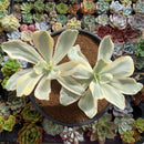 Echeveria 'Japan Moon River' Variegated 5" Succulent Plant