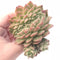 Echeveria Agavoides Gilva Crested Cluster 3” Rare Succulent Plant