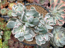 Echeveria 'Berkeley Light' Variegated 5"-6" Large Cluster Succulent Plant