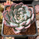 Echeveria 'Milk Rose' 2" Succulent Plant