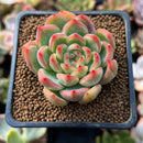 Echeveria 'Snow Clark' 2" Succulent Plant