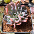 Echeveria 'Starmark' 2" Succulent Plant