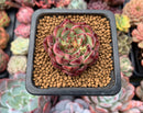 Echeveria 'Mazurka' 1" Succulent Plant