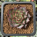 Echeveria 'Shani' 1" Succulent Plant