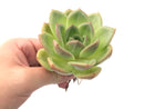 Echeveria Agavoides “Shallot” 1"-2" Succulent Plant