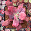 Echeveria 'Diamond State' Variegated 3" Succulent Plant