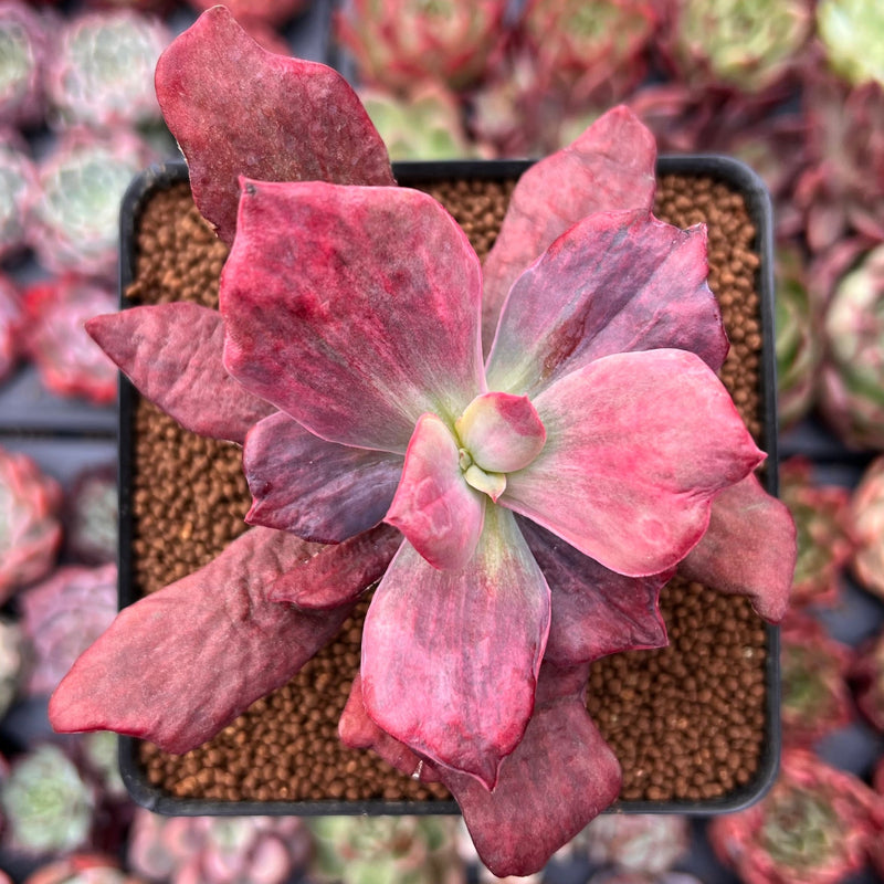 pink diamond succulent Echeveria 'Diamond State' Variegated 3