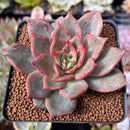 Echeveria 'Miella' Variegated 2" Succulent Plant