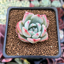 Echeveria 'Fairy Wings' 1" Air Magic Hybrid Succulent Plant