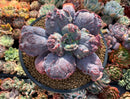 Echeveria 'Linguas' 4"-5” Cutting Succulent Plant
