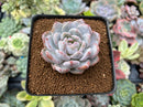 Echeveria 'Orange Monroe' 2" Succulent Plant
