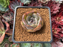 Echeveria 'Mirinie' 1" Succulent Plant