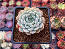 Echeveria 'White Zaragoza' 2" Succulent Plant